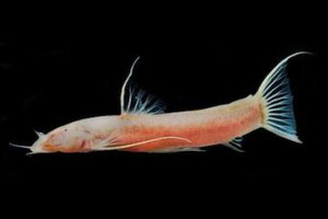 O peixe 'Astroblepus pholeter', descoberto em uma caverna no Equador (Foto: Daphne Soares, University of Maryland)