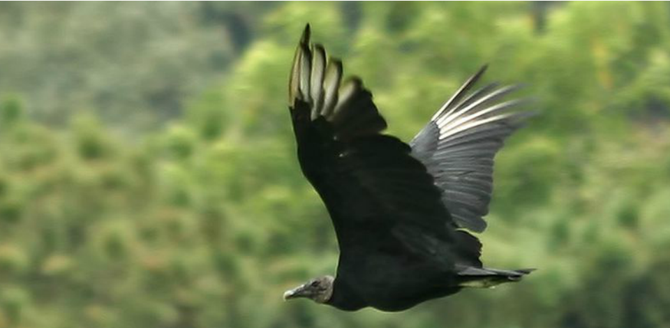 Biodiversidade é uma das linhas de atuação previstas no edital deste ano do programa - Foto: Agência Brasil