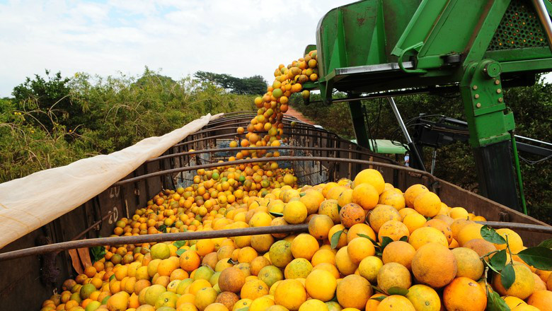 Safra de laranja deve alcançar 244 milhões de caixas Safra de laranja deve alcançar 244 milhões de caixas