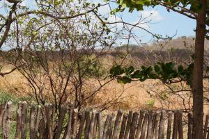 Produtores afetados pela seca têm prazo até 31 de maio para solicitar crédito