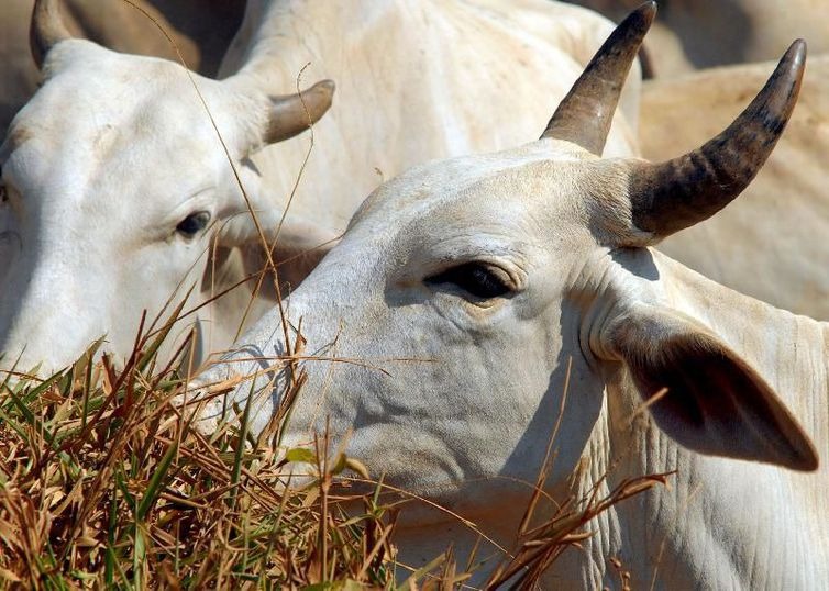 Estudo recomenda que o consumo de carne seja limitado a 1,5 porção por pessoa e por semana - Arquivo/Agência Brasil