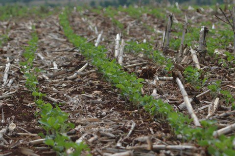 MS: Plantio da soja chega em 99% e previsão é colher 6,4 mi de toneladas Foto: Ascom Famasul
