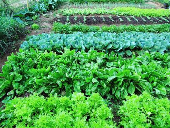 Horta orgânica - alimentação saudável na Estância Mimosa Ecoturismo