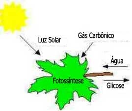 Excesso de nebulosidade prejudica lavouras de soja