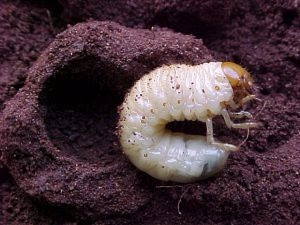 Foto: Embrapa Agropecuária OesteFoto: Divulgação 