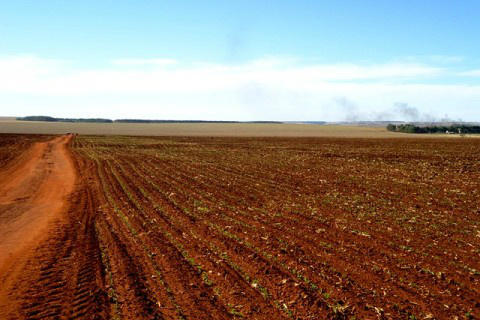 Plantio de soja entra na reta final no país Foto: Ascom Famasul