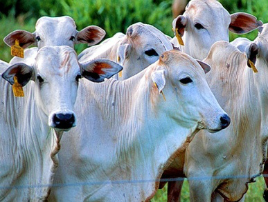 Pecuária: preços internos sobem e exportação aumenta Pecuária: preços internos sobem e exportação aumenta