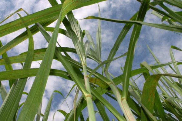 Brasil deverá exportar 2,2 bilhões de litros de etanol para os EUA