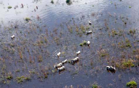 Apesar de R$ 200 milhões em perdas, Pantanal não deve ter supercheia em Mato Grosso do Sul