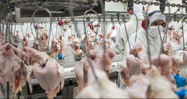 Produção de carne de frango deve cair em 2016 Produção de carne de frango deve cair em 2016