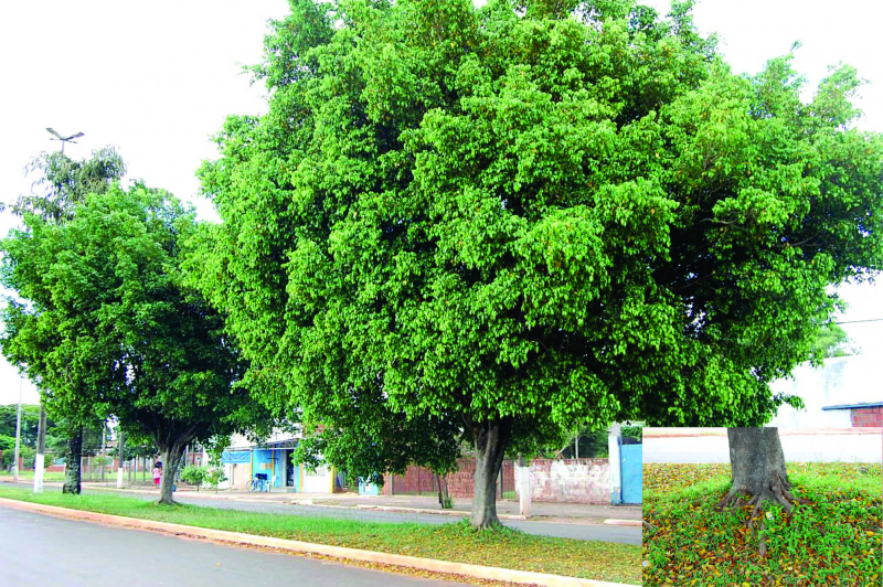 É na avenida Pedro Manvailer que as espécies de Ficus predominam; no detalhe, a raiz da árvore já sobre o solo.