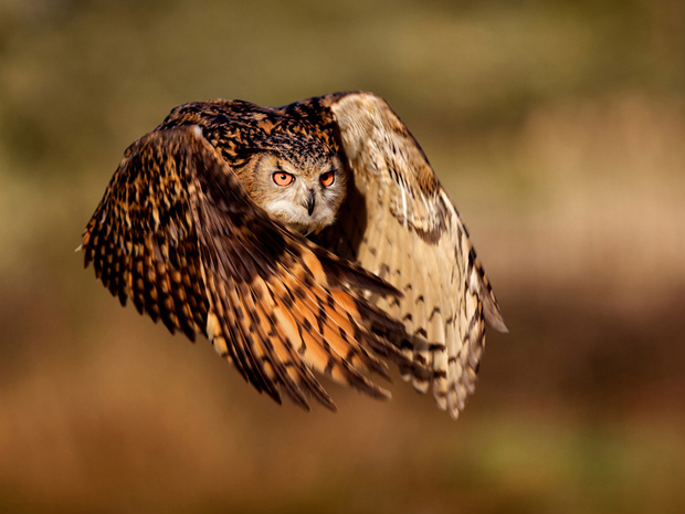 Voo da maior espécie de coruja do planeta. (Foto: Mark Bridger/National Geographic Photo Contest)