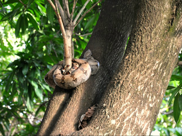 PMA diz que a cobra não oferece risco a população e não será removida do local (Foto: Felipe Bastos / G1MS)