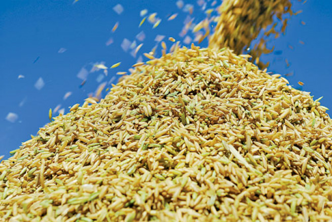 Brasil avança negociação com México para venda de arroz Brasil avança negociação com México para venda de arroz