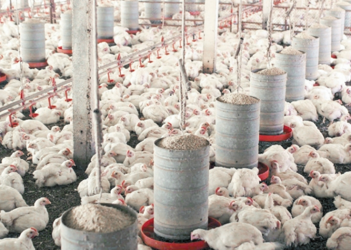 Embrapa: custo de produção do frango atinge recorde histórico