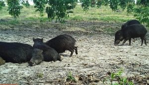 A mais nova reserva particular de MS guarda relíquias da fauna e flora regionais Queixada / Foto: Divulgação