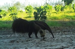 A mais nova reserva particular de MS guarda relíquias da fauna e flora regionais Tamanduá Bandeira / Foto: Divulgação