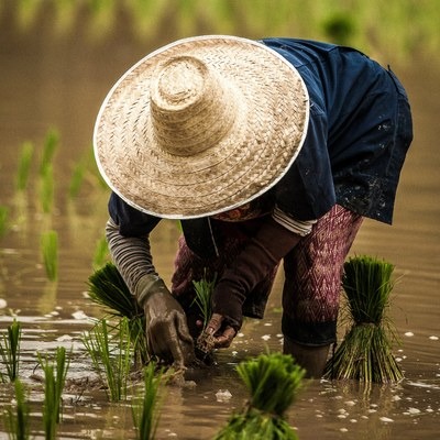 Brasil avança no combate ao trabalho escravo Foto: Adi Goldstein/Unsplash