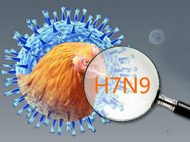 Apesar do alerta, o Vietnã não registou, até agora, qualquer caso de H7N9
