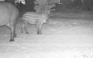 A mais nova reserva particular de MS guarda relíquias da fauna e flora regionais Anta / Foto: Divulgação