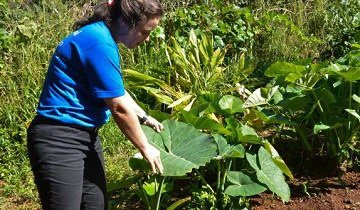 O Mapa e a Anvisa trabalham de forma conjunta para monitorar os resíduos de agrotóxicos em produtos vegetaisFoto: Divulgação