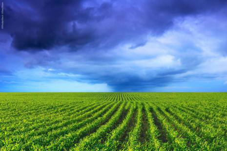 Recursos destinados ao Seguro Rural chegam a R$ 400 milhões em 2016 Em 2016, mais de 5 milhões de hectares foram protegidos com recursos do seguro ruralFoto: Divulgação