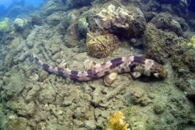 Uma nova espécie de tubarão, que 'caminha' no fundo do mar usando as nadadeiras como patas, foi descoberta no leste da Indonésia.Reprodução/Vimeo/Mark Erdmann/Wedaresort