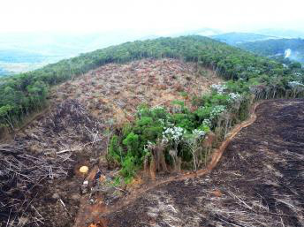 Brasil precisa combater desmatamento para atingir meta climáticaWelington Pedro de Oliveira