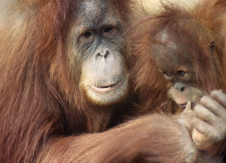 Mamãe querida: conheça as 9 melhores matronas do reino animal