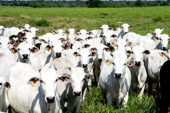 Com poucos lotes negociados, preços seguem em alta