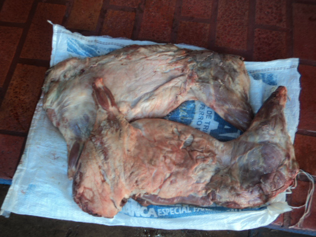 PMA prende 4 caçadores com animal abatido, cachorros, 4 armas e munições