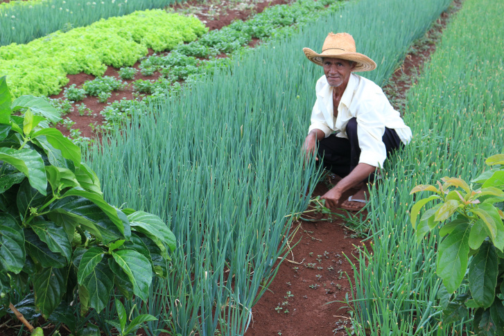 ONU exalta parceria em agricultura familiar com o Brasil e projeta investimentos ONU exalta parceria em agricultura familiar com o Brasil e projeta investimentos
