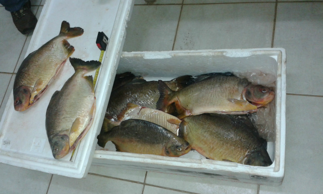 PMA autua campo-grandense por pesca ilegal no rio Aquidauana