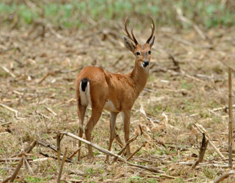 Veado do pantanal: espécie ameaçada de extinção