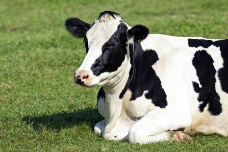 Verão aumenta risco de estresse térmico nas vacas leiteiras Verão aumenta risco de estresse térmico nas vacas leiteiras