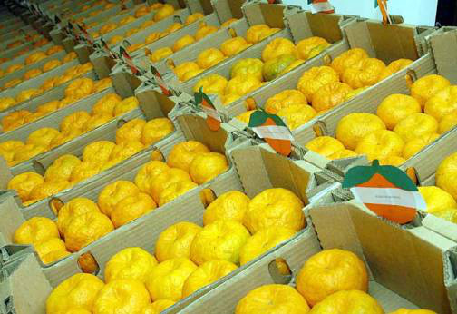 Produção Integrada traz mais qualidade e segurança para frutas e verduras