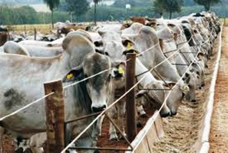 Confinamento de bovinos de corte: MS sedia evento em junho