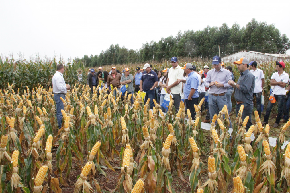 Dia de Campo é realizado por Fundação MS nesta terça-feira (30) Dia de Campo realizado pela Coopersa no início do mês de junho / Foto: Assessoria