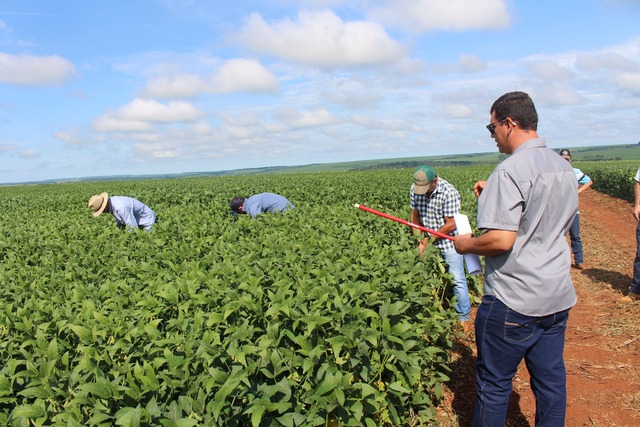 Coopersa apresenta variedades de soja no Dia de Campo em Amambai Foto: Assessoria Coopersa / Divulgação