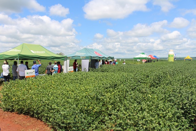 Coopersa apresenta variedades de soja no Dia de Campo em Amambai Foto: Assessoria Coopersa / Divulgação