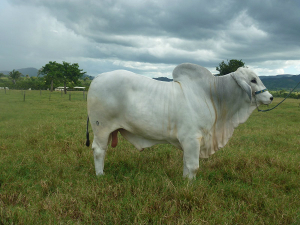 Raça genuinamente brasileira, maior conquista zootécnica do país