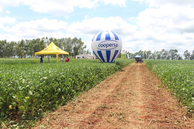 Coopersa apresenta variedades de soja no Dia de Campo em Amambai Foto: Assessoria Coopersa / Divulgação