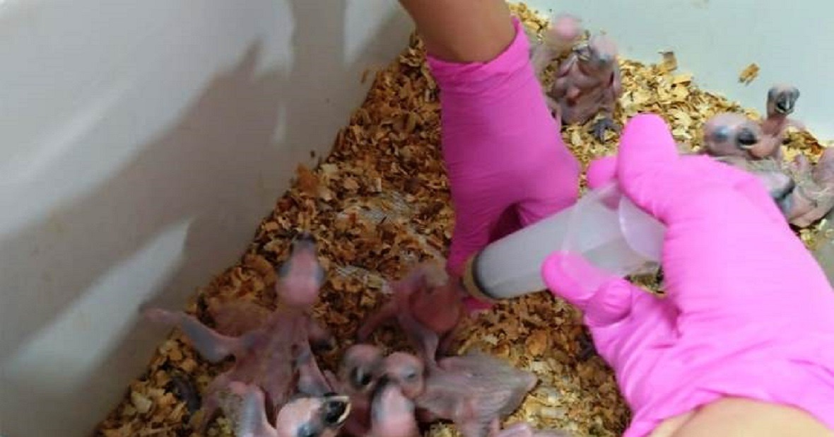 Fim do tráfico de animais silvestres depende da consciência ambiental