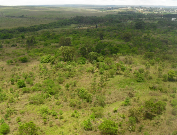 Aprimorar o monitoramento da cobertura vegetal, promover o manejo florestal sustentável e a sustentabilidade dos sistemas produtivos agropecuários são objetos dos plano anunciadosFoto: Divulgação