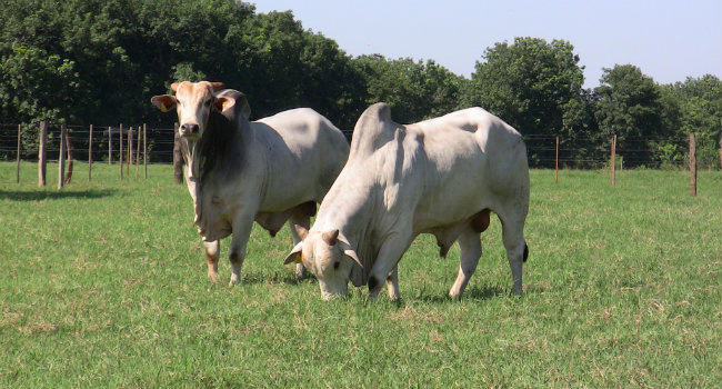 Produção de capim pode indicar um bom rebanho