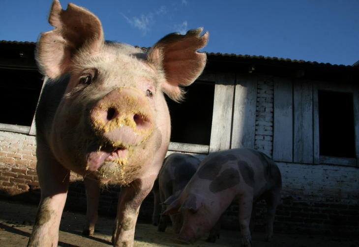 Preço do suíno vivo não compensa custo de produção no país