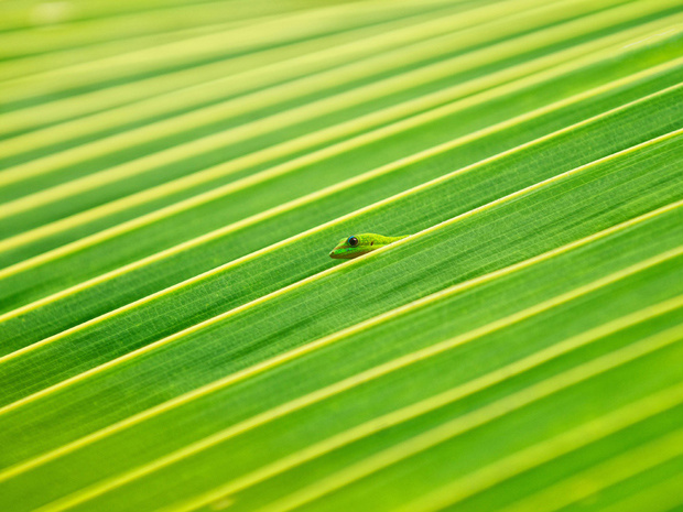 Lagarto se esconde em folha no Havaí. (Foto: Lorenzo Menendez/National Geographic Photo Contest)