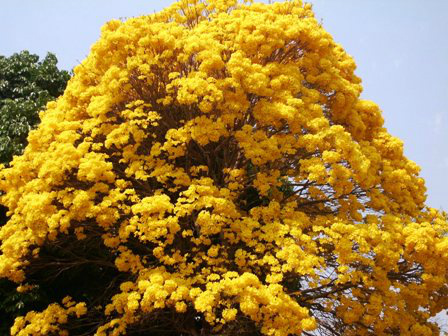 Primavera - Ipê amarelo