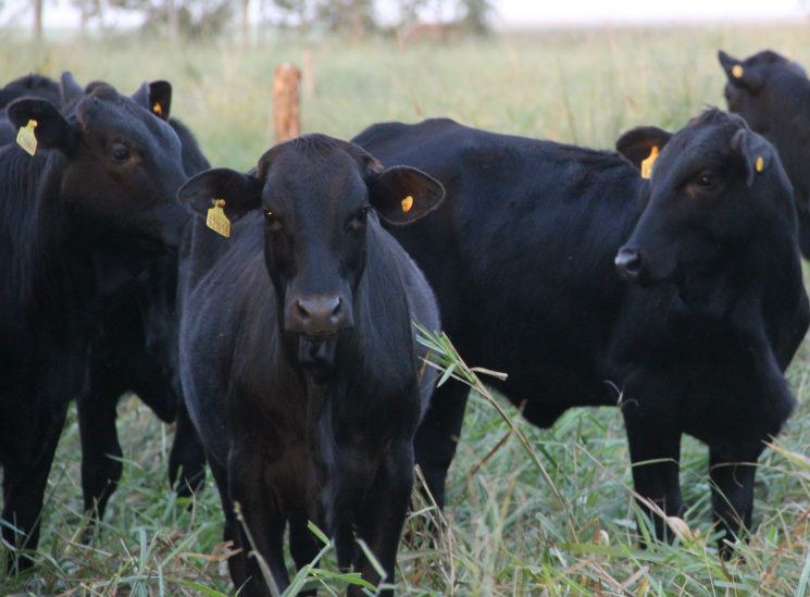 Novo suplemento de nutrição animal é desenvolvido pela Coopersa Novo suplemento de nutrição animal é desenvolvido pela Coopersa