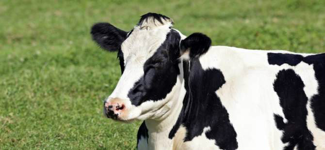 Verão aumenta risco de estresse térmico nas vacas leiteiras Foto: Divulgação